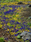 Delphinium-Mimulus - Larkspur - Monkeyflower 3088_1